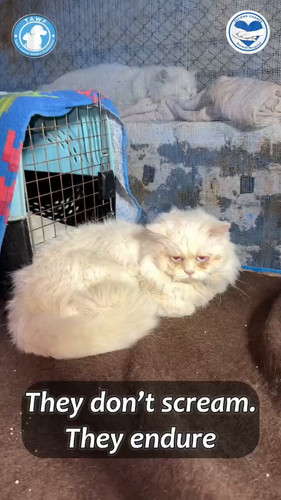 S1haR4A ZblRnxZQ.jpg