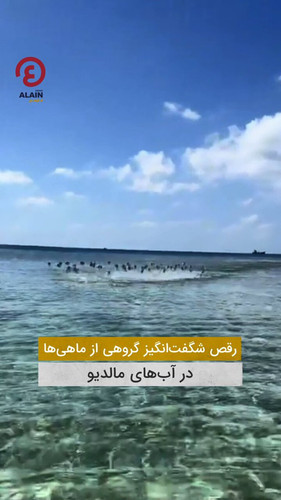 QufoZTeWy7bva7 F.jpg