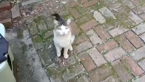 btricz4lmj1c2mr .jpg