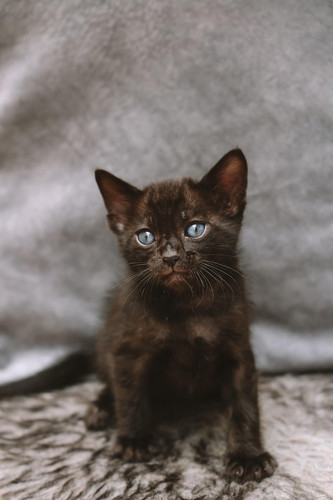 cat 1768774289 7242364.jpg