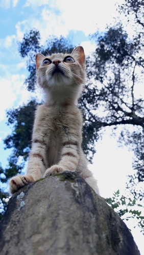 cat 1768774289 7297218.jpg