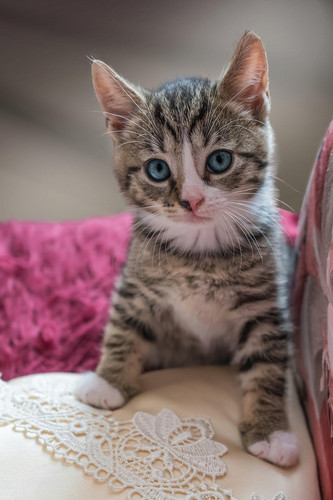 cat 1768774290 8101436.jpg