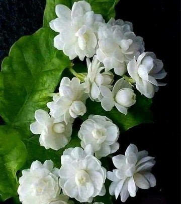 bela flower attractive flower pl.jpg