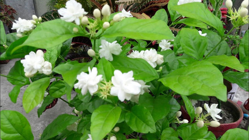 61940MPHrHL. SL1280 .jpg