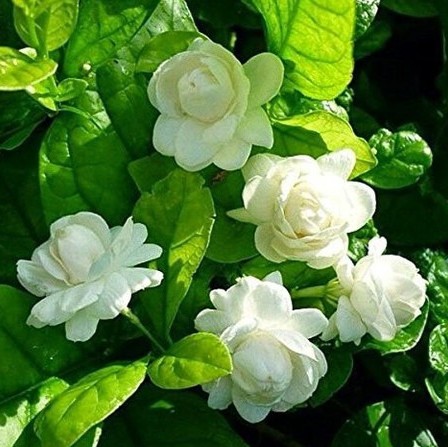 bela flower attractive flower pl (1).jpg