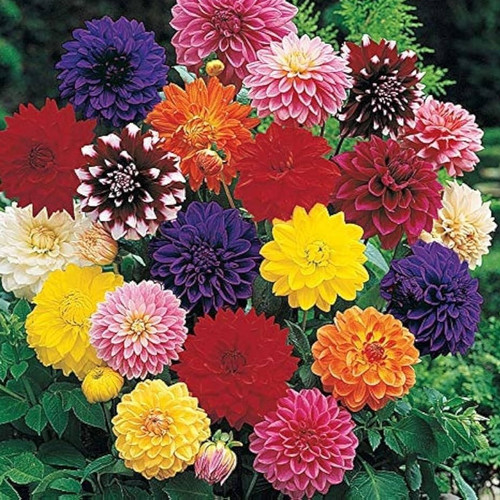 71ctuuhaZqL. AC UF1000,1000 QL80.jpg