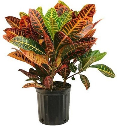 platone croton plant cp079 produ.jpg