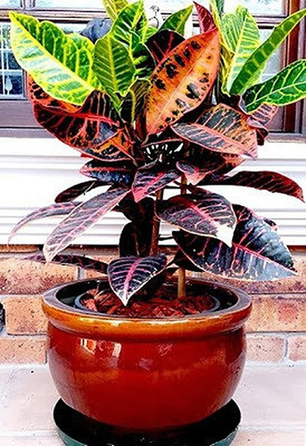 platone croton plant cp102 produ.jpg