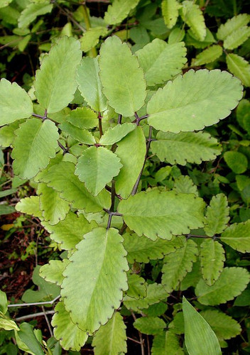 Kalanchoe pinnata.jpg