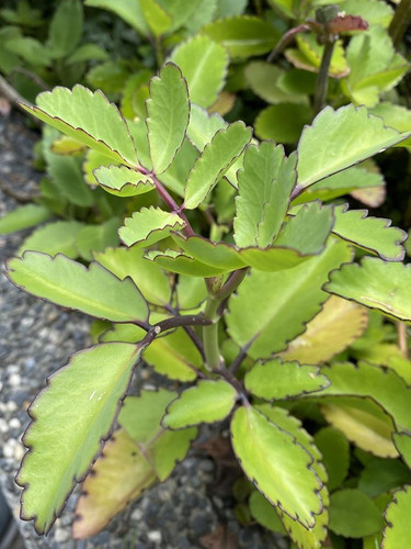Kalanchoe pinnata (Cathedral Bells) World of Succulents.jpg