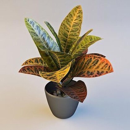 platone croton plant cp423 produ.jpg