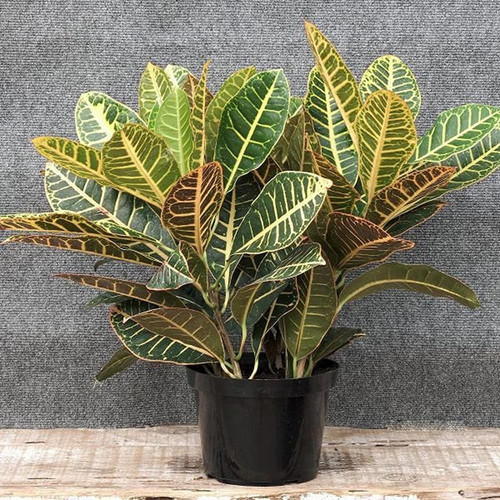 platone croton plant cp313 produ.jpg
