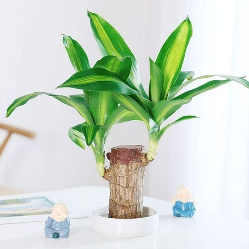 hanjuang bonsa berdaun tinggi 10cm indor (Dracaena Fragrance Brazilian Wood).jpg