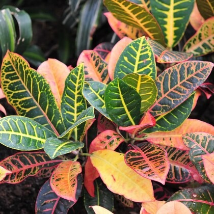 hug a plant croton plant codiaeu.jpg