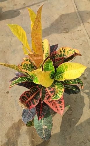 petra croton plant 500x500.jpg