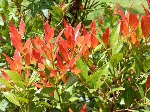 61A4x2a3o0L. SL1000 .jpg