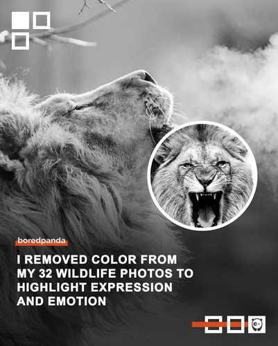 black and white wildlife.jpg