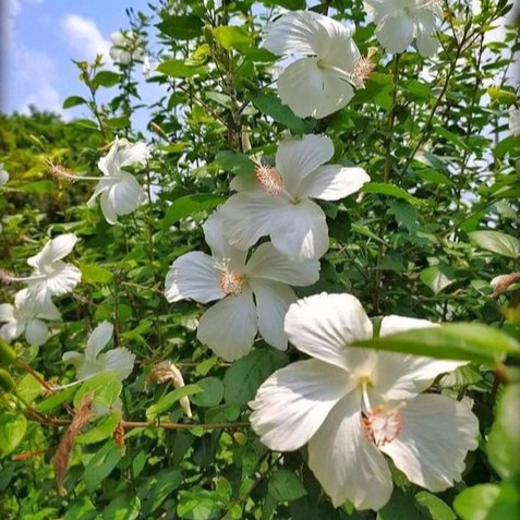 no annual yes hibiscus white liv.jpg
