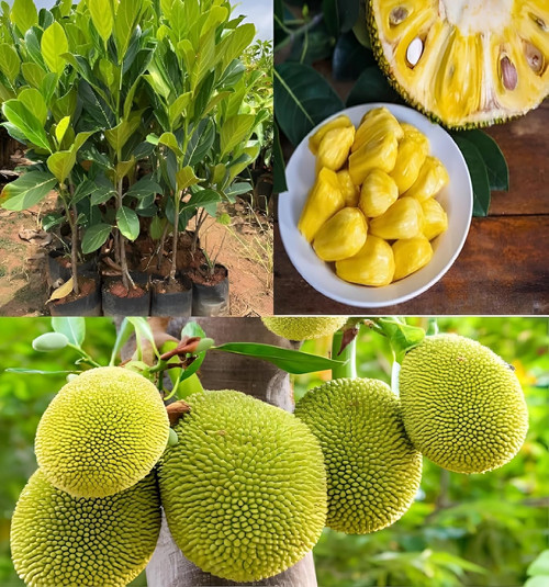 81pRIkog+JL. SL1500 .jpg