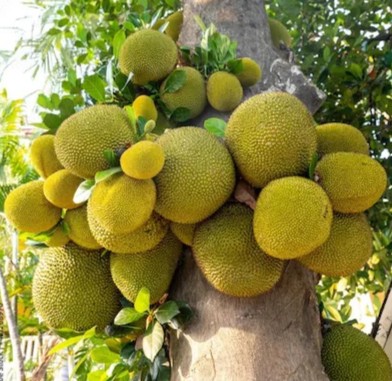 online plant bazar orange vieatn.jpg