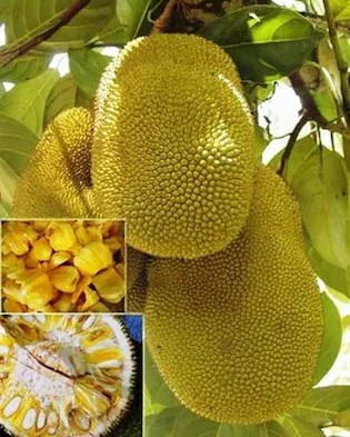 online plant bazar green all tim.jpg