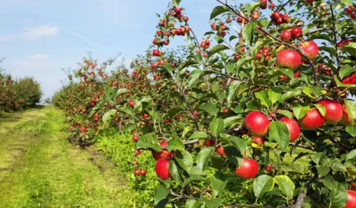 High density apple farming fetches good returns for growers.webp