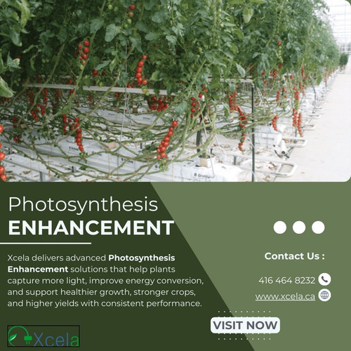 Photosynthesis Enhancement Solutions for Faster Growth & Higher Yields.jpg