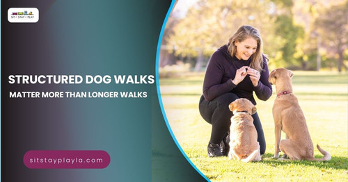 Structured dog walks matter more than longer walks.jpg