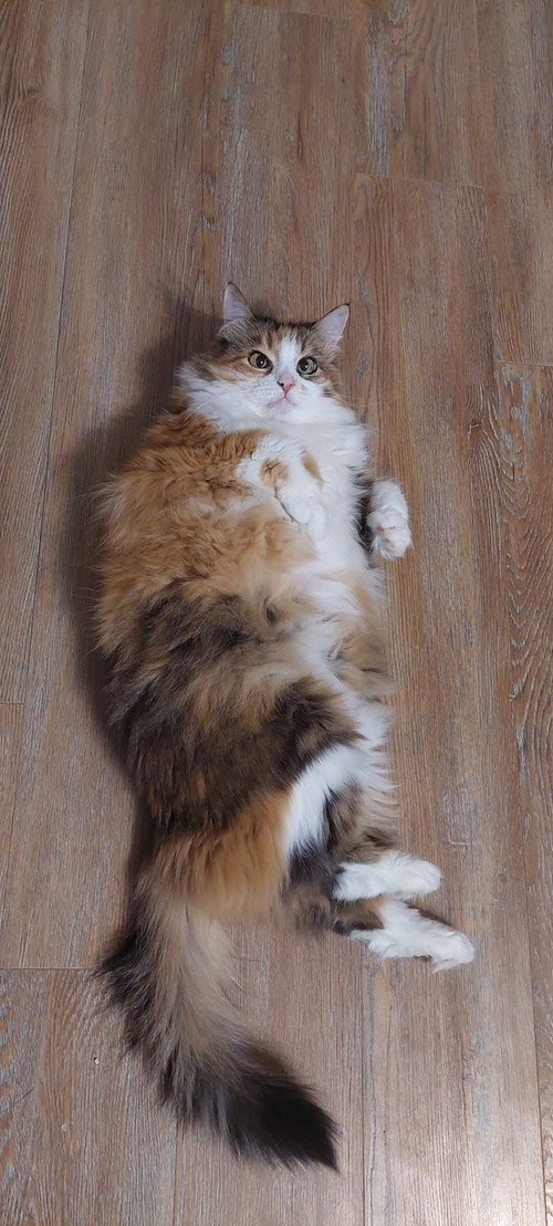 G o8KLWEAAksGz?format=jpg.jpg