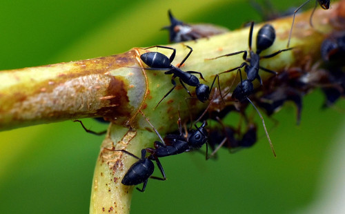 black ants.jpg