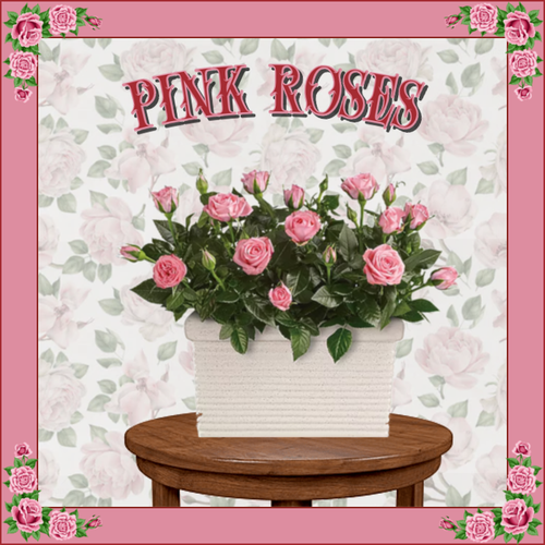 PINK ROSES (2)