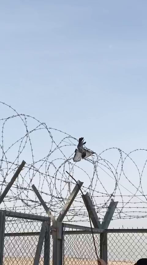  zd0xDSZwej3aEnw.jpg