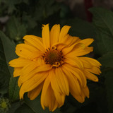 Çiçek ve Gül Resimleri Flowers Blumen V010720170354 N570