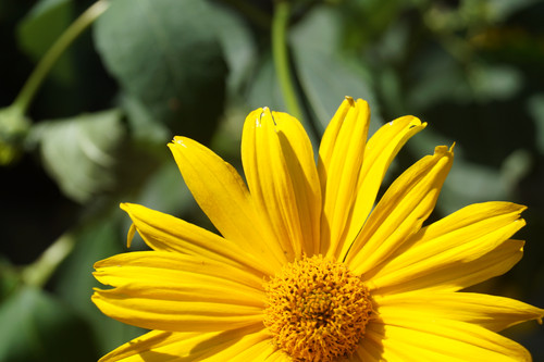 Çiçek ve Gül Resimleri Flowers Blumen V010820190354 N1.jpg