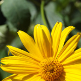 Çiçek ve Gül Resimleri Flowers Blumen V010820190354 N1