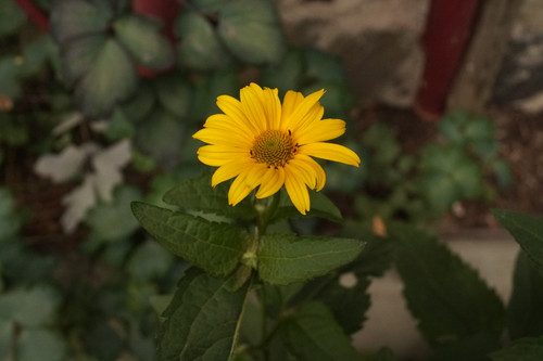 Çiçek ve Gül Resimleri Flowers Blumen V010720170354 N567.jpg