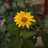 Çiçek ve Gül Resimleri Flowers Blumen V010720170354 N567