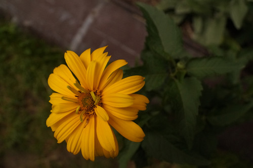 Çiçek ve Gül Resimleri Flowers Blumen V010720170354 N569.jpg