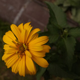 Çiçek ve Gül Resimleri Flowers Blumen V010720170354 N569