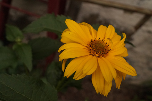 Çiçek ve Gül Resimleri Flowers Blumen V010720170354 N568.jpg