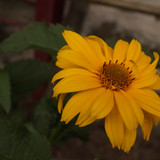 Çiçek ve Gül Resimleri Flowers Blumen V010720170354 N568