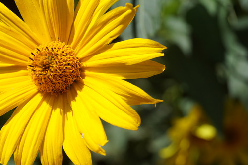 Çiçek ve Gül Resimleri Flowers Blumen V010820190354 N4.jpg