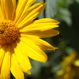 Çiçek ve Gül Resimleri Flowers Blumen V010820190354 N4