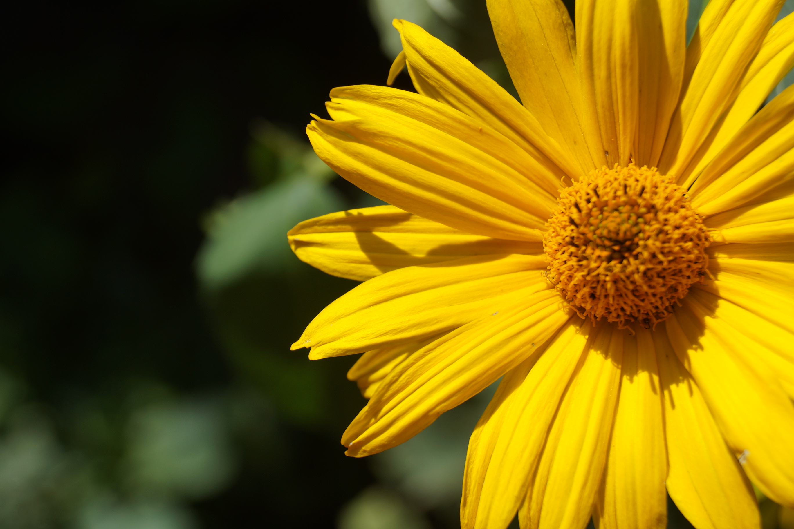 [Image: fh5PL4S.jpg]