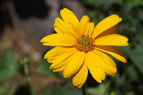 Çiçek ve Gül Resimleri Flowers Blumen V010820190354 N7.jpg