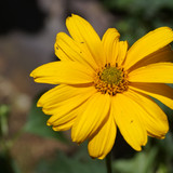 Çiçek ve Gül Resimleri Flowers Blumen V010820190354 N7