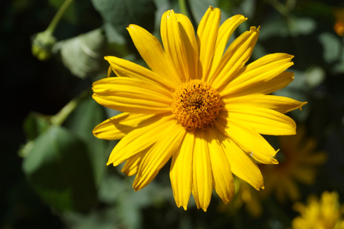 Çiçek ve Gül Resimleri Flowers Blumen V010820190354 N2.jpg