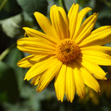 Çiçek ve Gül Resimleri Flowers Blumen V010820190354 N2