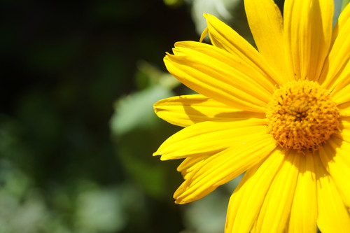 Çiçek ve Gül Resimleri Flowers Blumen V010820190354 N5.jpg