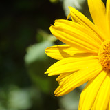 Çiçek ve Gül Resimleri Flowers Blumen V010820190354 N5